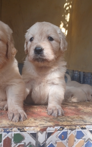 Golden retriever