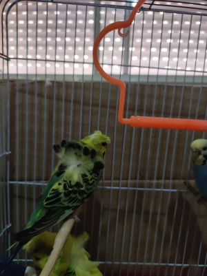 Couple perruche hogo Nadia b cage