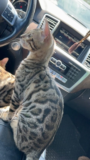 Chaton de bengal