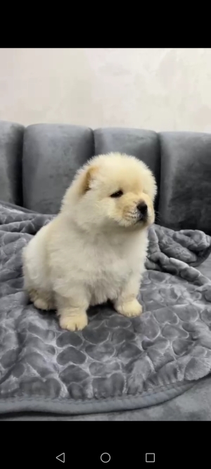 Chow Chow