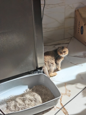 Scottish fold1