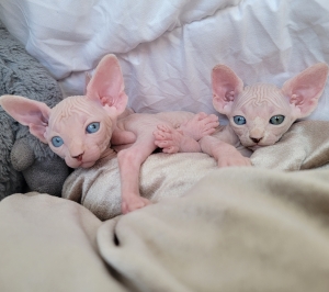 Sphynx