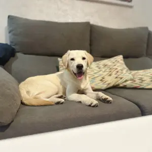 Labrador