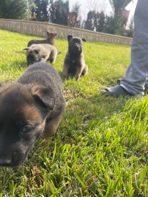 4 bebe malinois