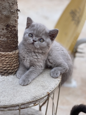 💜 Adorable Chaton Lilac British Shorthair – Prêt à Rejoindre Sa Nouvelle Famille !