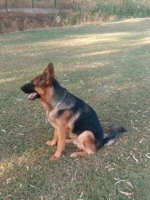 Berger allemand cassé