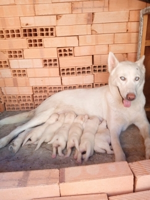 Husky blanc