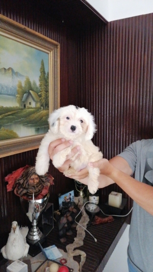 Bichon Maltais