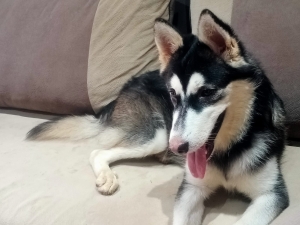 husky chienne