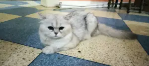 UN CHATON MÂLE PERSAN CHINCHILLA