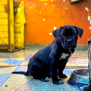 Cane corso pedigree