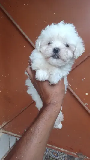 Bichon maltis nain