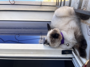 Chat adopté siamois himalayen avec les accessoires