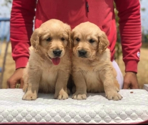 Golden retriever