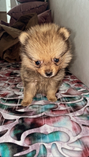 Spitz