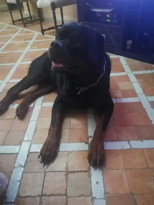 Propriétaire rotweiller male cherche femelle rotweiller pour accouplement