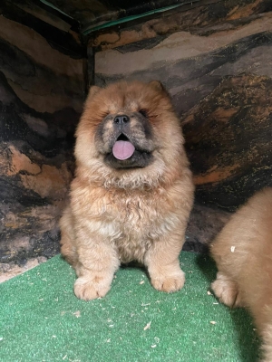 chowchow