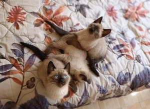 Siamois