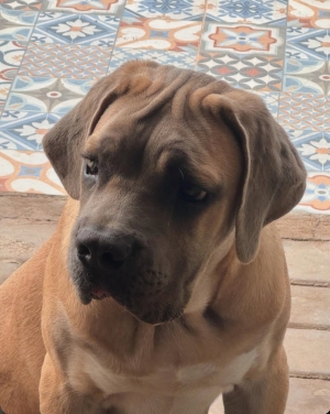 Cane Corso fauve male 1 an