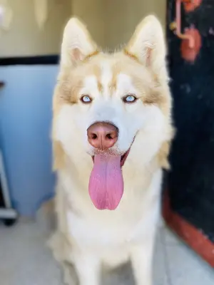 Chien husky malamute