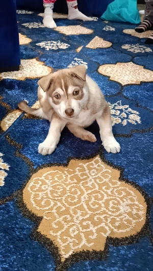 Husky rotweiller Mix