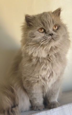 Chat femelle British longhair