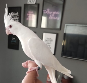 Des oiseaux bien dressé à Casablanca