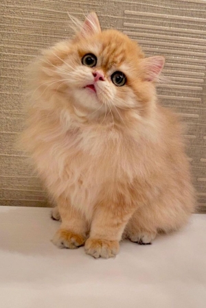 Chatton persan