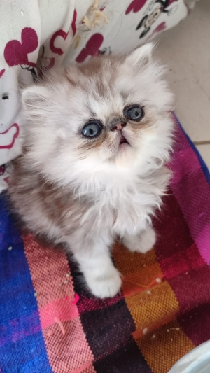 Chaton persan male
