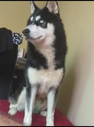 Husky sibérien