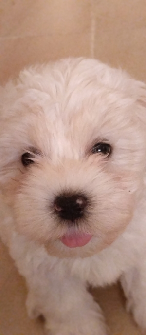 Bichon maltesse