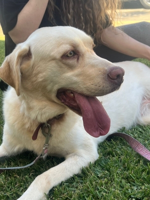 Labrador