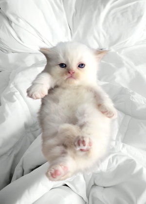 3 chats persian