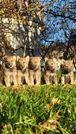 Portée chien loup tchécoslovaque Disponible