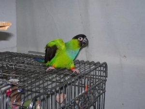 Oiseau dressé