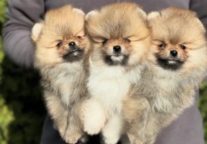 Spitz nain loulous de pomeranie