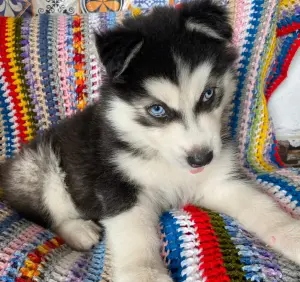 Husky male race pure yeux bleu