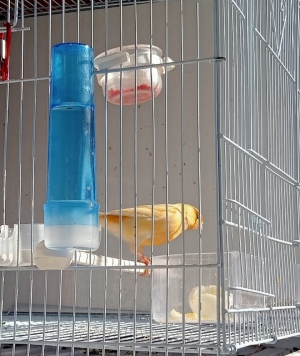 Canard