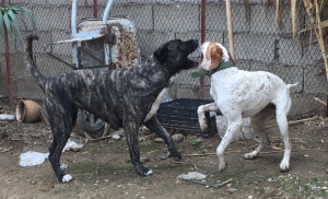 presa canario