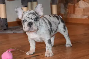 Chiots bouledogues français enregistrés