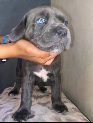 Cane corso bebe male