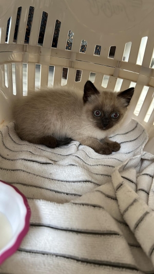 Chatons siamois