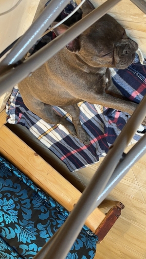 Bulldog français
