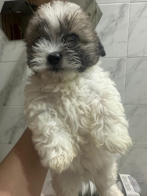 Bichons
