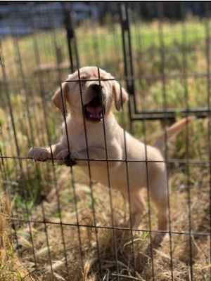 Labrador