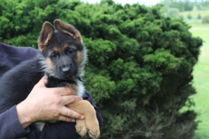 chiots berger allemand