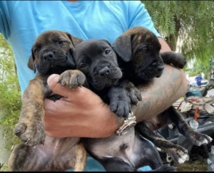 Cane Corso