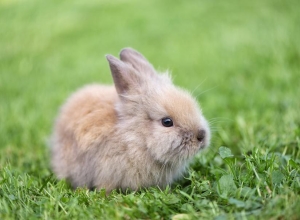 Lapin nain domestique