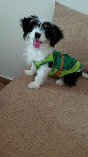 Bichon havanais