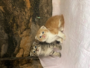 Scottish fold